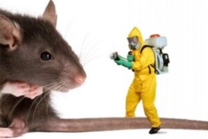 افضل شركه لمكافحه الحشرات بالرياض