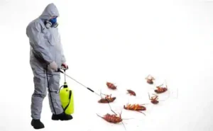 افضل شركه لمكافحه الحشرات بالرياض